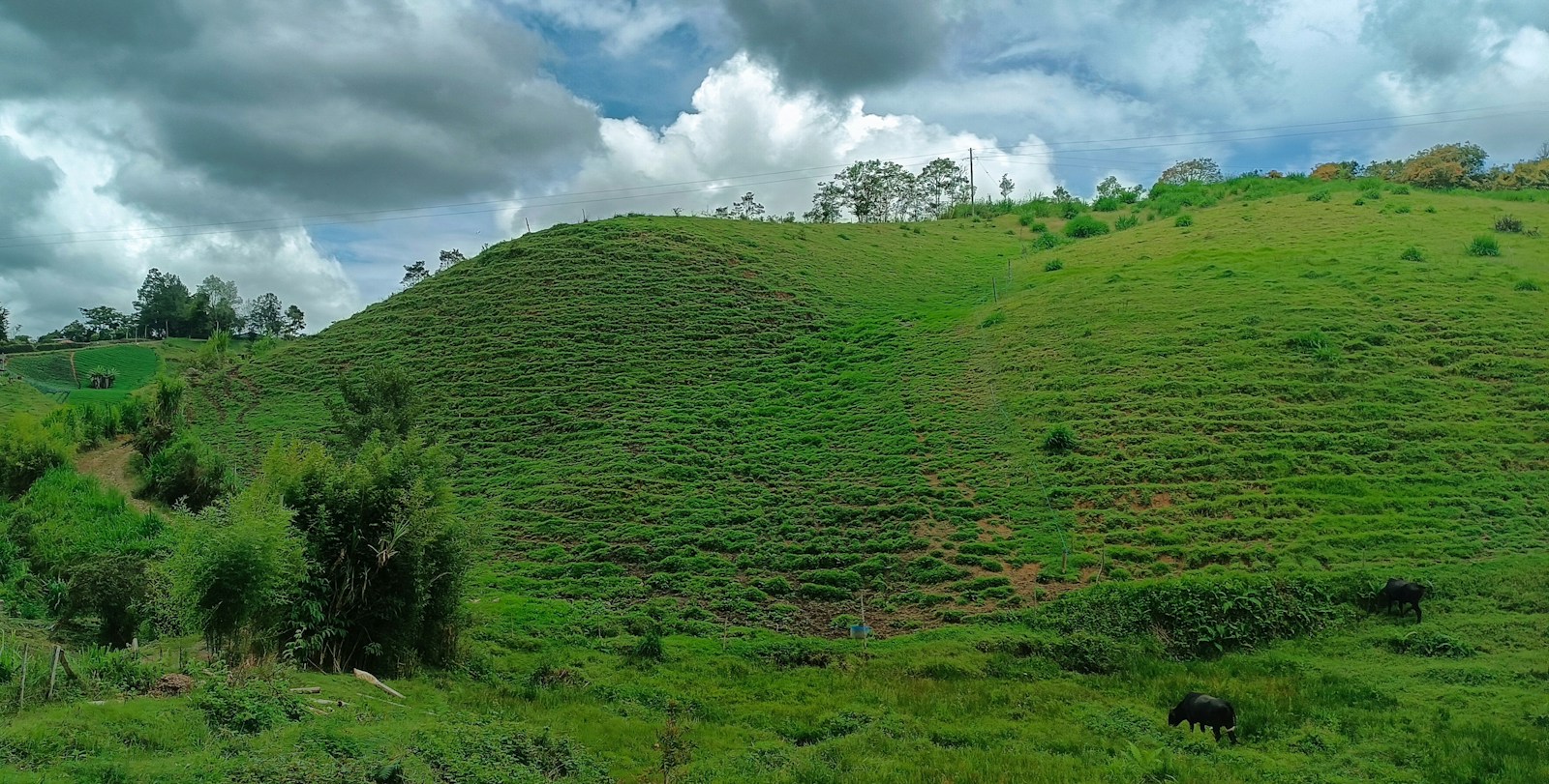 Colinas verdes y vacas en un paisaje rural real de Marinilla, Antioquia.